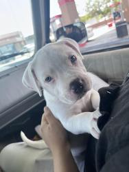 Lost Female Dog last seen Marble brewery, Albuquerque, NM 87102