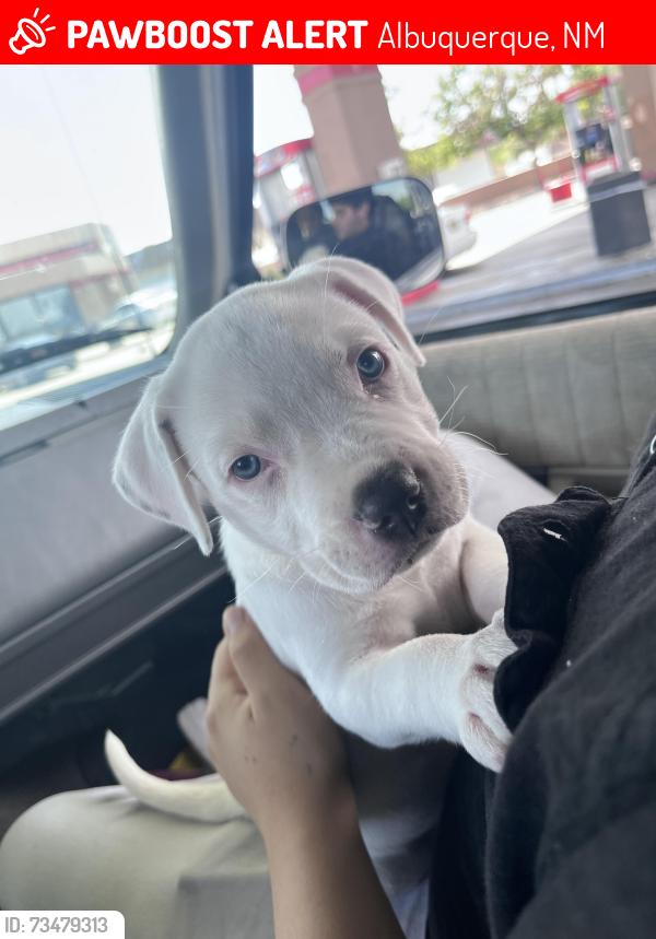 Lost Female Dog last seen Marble brewery, Albuquerque, NM 87102