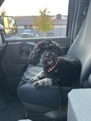 Reunited Unknown Dog last seen E College Ave/ Sunbury Rd, Westerville, OH 43081