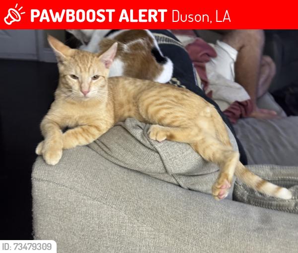 Lost Male Cat last seen Courtney Drive, Duson, LA 70529