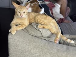 Lost Male Cat last seen Courtney Drive, Duson, LA 70529