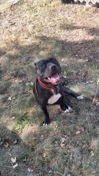 Reunited Male Dog last seen Near Hoyt Ave E, St Paul, MN 55106, USA, Saint Paul, MN 55106