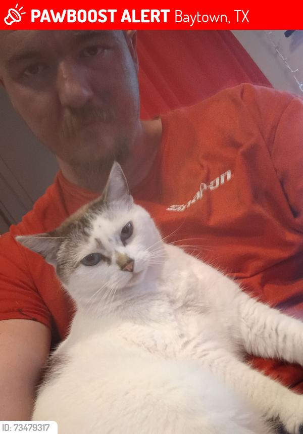 Lost Female Cat last seen Massey thompkins, Baytown, TX 77521