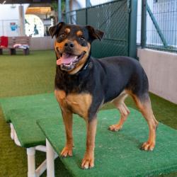 Shelter Stray Female Dog last seen , 361 S Raymond Ave, Pasadena, CA 91105, USA