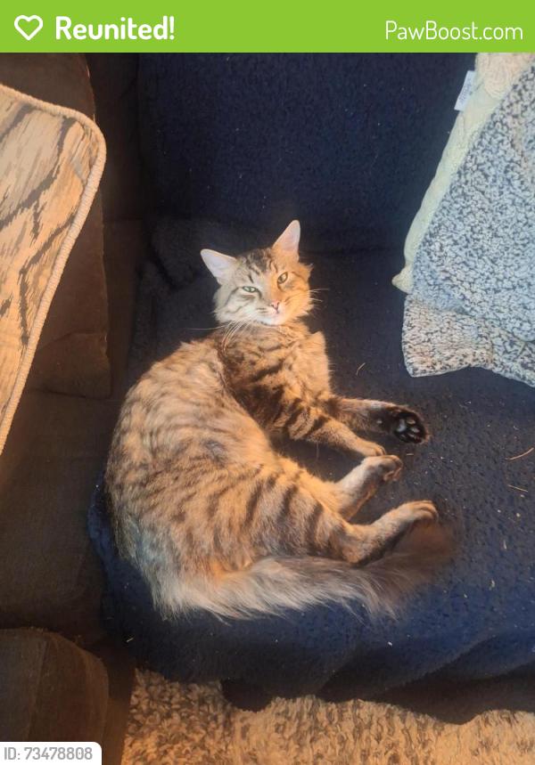 Reunited Male Cat last seen hosp Hill area, Quincy, MA 02169
