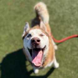 Shelter Stray Male Dog last seen , Animal Care & Control Team of Philly, 111 W Hunting Park Ave, Philadelphia, PA 19140, USA