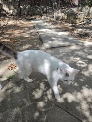 Reunited Female Cat last seen Fountainhead apmts dear medical dr, San Antonio, TX 78229