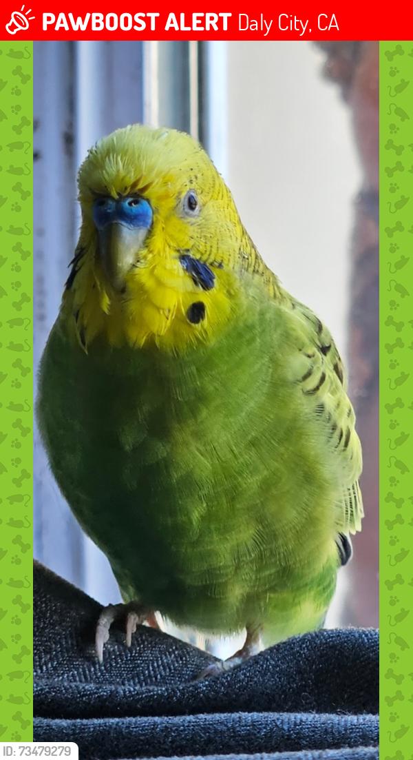 Lost Male Bird last seen Mission and Vista grande ave, Daly City, CA 94014