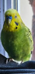 Lost Male Bird last seen Mission and Vista grande ave, Daly City, CA 94014