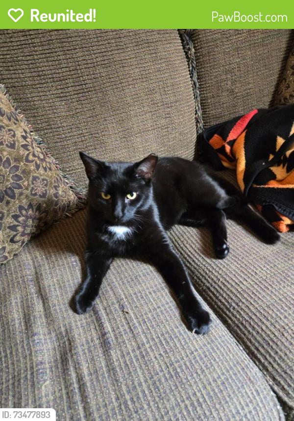 Reunited Male Cat last seen S Prince and W Vine, Lancaster, PA 17603