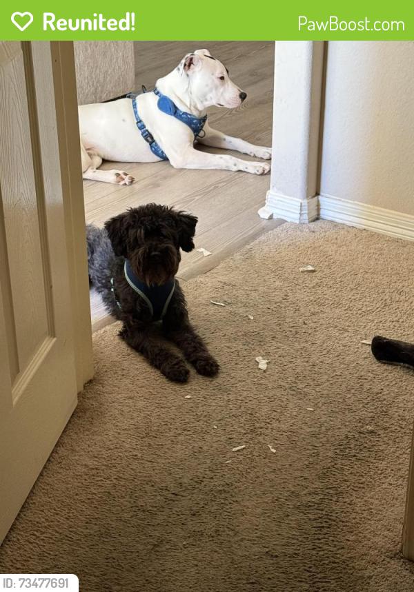 Reunited Male Dog last seen Carey took and Fairgrange place lane, Katy, TX 77449