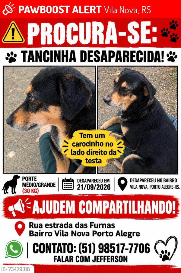 Lost Female Dog last seen Rua estrada das Furnas vila Nova Porto Alegre, Vila Nova, RS 