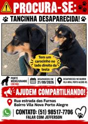 Lost Female Dog last seen Rua estrada das Furnas vila Nova Porto Alegre, Vila Nova, RS 