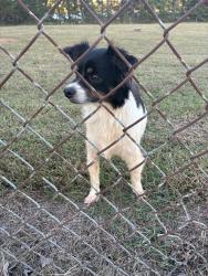 Found/Stray Male Dog last seen Bradington-Young of Hickory, Hickory, NC 28637