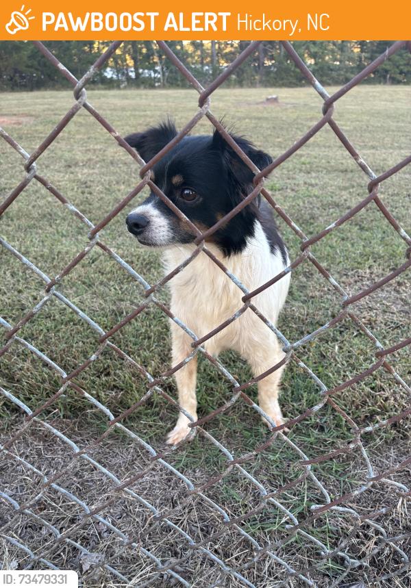Found/Stray Male Dog last seen Bradington-Young of Hickory, Hickory, NC 28637