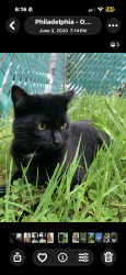 Lost Male Cat last seen Eastwood street Vincent street , around castor, Philadelphia, PA 19149
