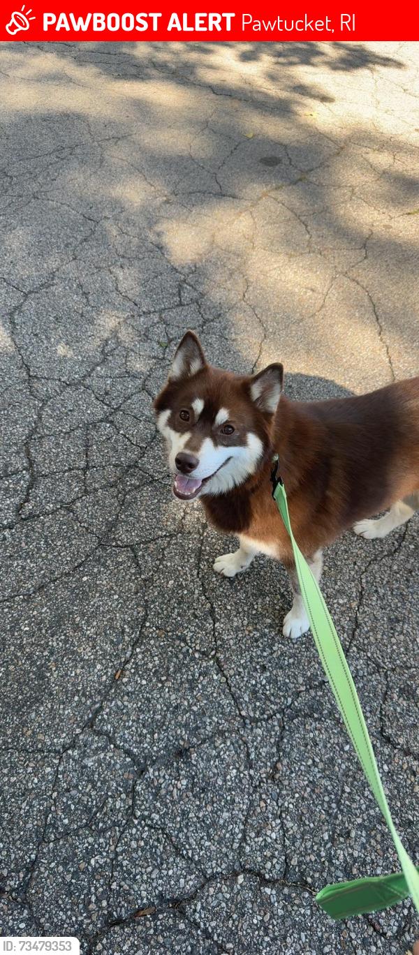Lost Male Dog last seen Near Newport Ave Pawtucket, RI 02861 United States, Pawtucket, RI 02861