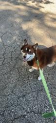 Lost Male Dog last seen Near Newport Ave Pawtucket, RI 02861 United States, Pawtucket, RI 02861