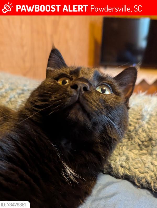 Lost Male Cat last seen Elrod Rd, Powdersville SC, Powdersville, SC 29673