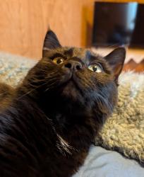 Lost Male Cat last seen Elrod Rd, Powdersville SC, Powdersville, SC 29673