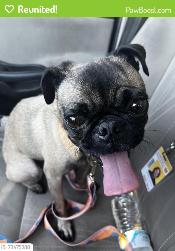 Reunited Female Dog last seen Near N. 90th Ln, Phoenix, AZ 85037