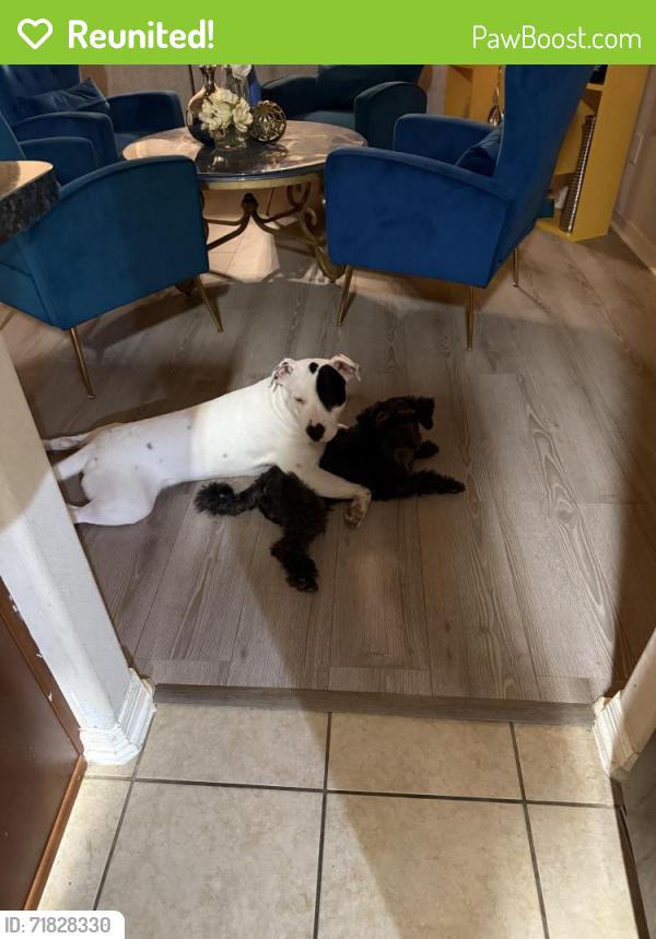 Reunited Male Dog last seen Winstone Colony South, Harris County, TX 77449