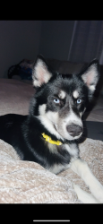 Lost Female Dog last seen Sunny ln, Kingsport, TN 37660