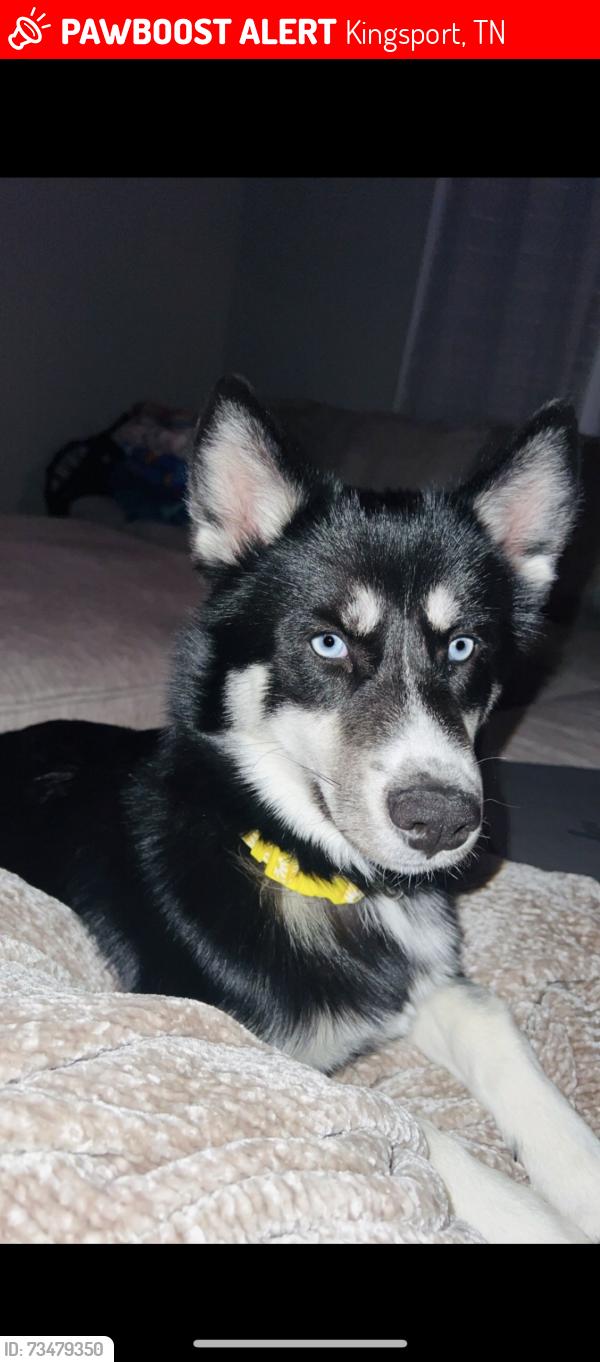 Lost Female Dog last seen Sunny ln, Kingsport, TN 37660