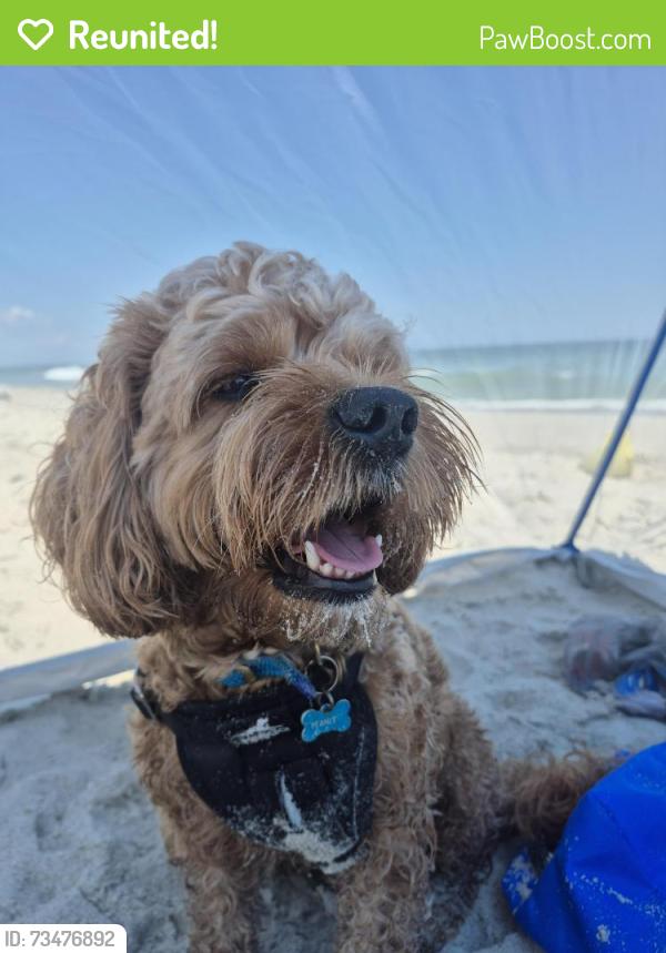 Reunited Male Dog last seen Mebane st, Burlington, NC 27217