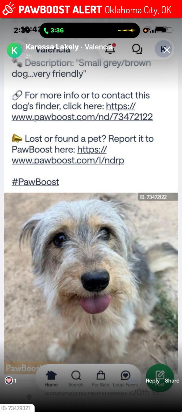 Lost Female Dog last seen Greystone, Oklahoma City, OK 73120