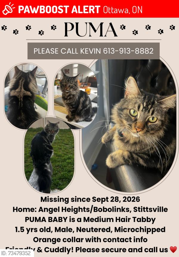 Lost Male Cat last seen Angel Heights, Stittsville, Ottawa, ON 