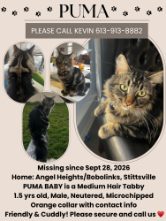 Lost Male Cat last seen Angel Heights, Stittsville, Ottawa, ON 