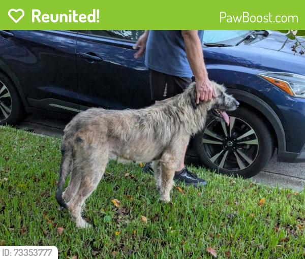 Reunited Male Dog last seen Greenland Rd, Jacksonville, FL 32258