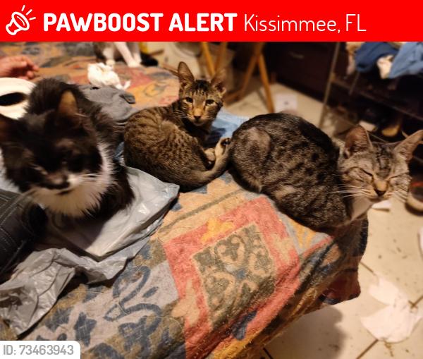 Lost Female Cat last seen Alameda, Jalapa Dr. BVL, Kissimmee, FL 34743
