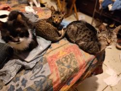 Lost Female Cat last seen Alameda, Jalapa Dr. BVL, Kissimmee, FL 34743