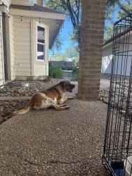 Found/Stray Male Dog last seen Bitters and Blanco, San Antonio, TX 78216