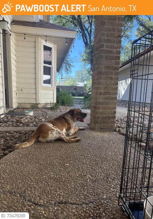 Found/Stray Male Dog last seen Bitters and Blanco, San Antonio, TX 78216