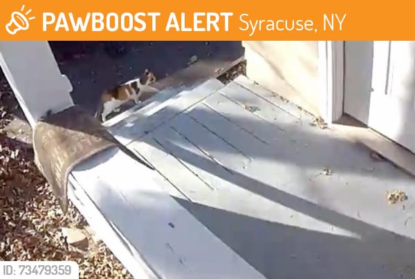 Found/Stray Unknown Cat last seen Northcliff, Syracuse, NY 13206