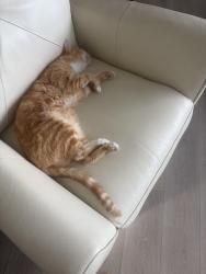 Lost Male Cat last seen Lucero neighborhood in Estrella, Goodyear, AZ 85338