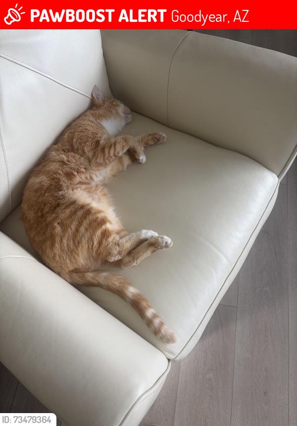 Lost Male Cat last seen Lucero neighborhood in Estrella, Goodyear, AZ 85338