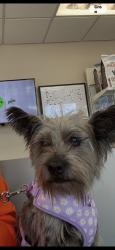 Found/Stray Female Dog last seen Coral Reef High School Miami 33157, Palmetto Estates, FL 33157