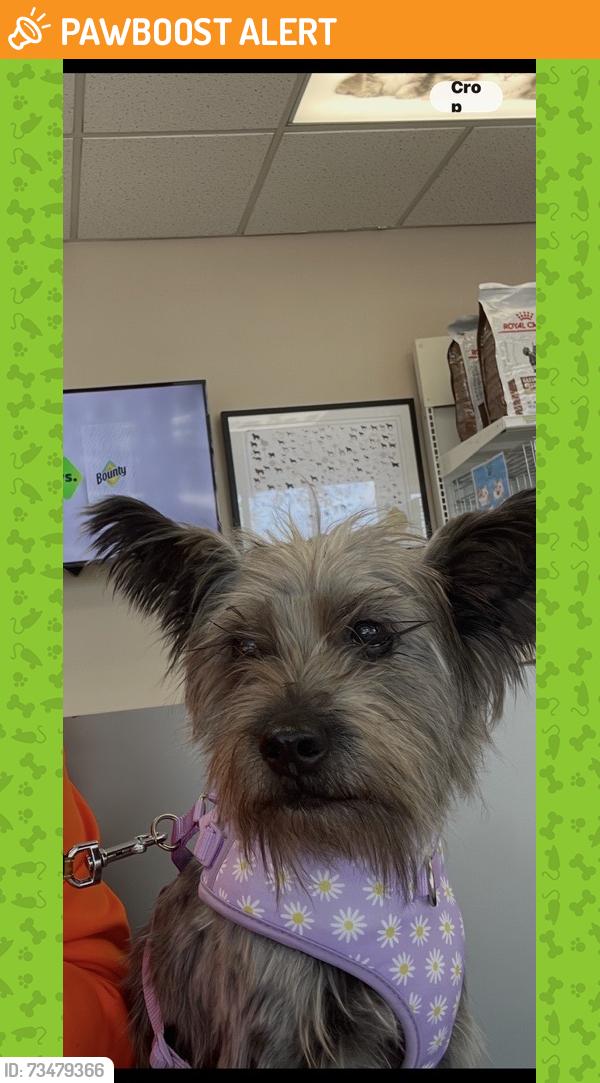 Found/Stray Female Dog last seen Coral Reef High School Miami 33157, Palmetto Estates, FL 33157