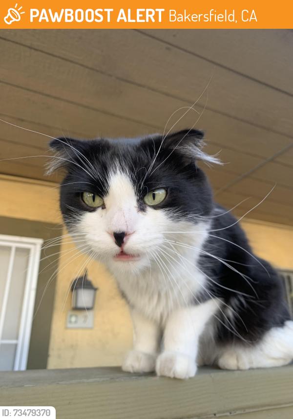 Found/Stray Unknown Cat last seen New Stine and Belle Terrace, Bakersfield, CA 93309