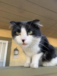 Found/Stray Unknown Cat last seen New Stine and Belle Terrace, Bakersfield, CA 93309