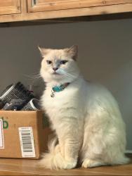 Reunited Female Cat last seen Anderton, keys rd, big springs, squire hall, midland rd., Bedford County, TN 37020