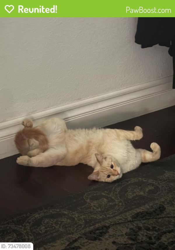 Reunited Male Cat last seen Maple street, Escondido, CA 92025