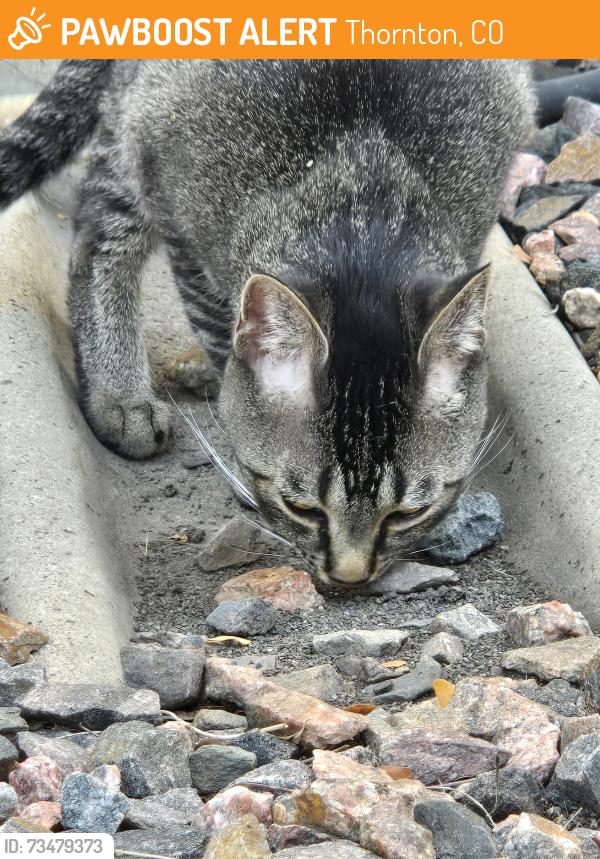 Found/Stray Unknown Cat last seen Between building 2 and 21, Thornton, CO 80233