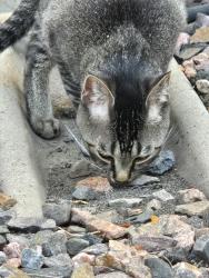 Found/Stray Unknown Cat last seen Between building 2 and 21, Thornton, CO 80233