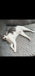 Lost Male Cat last seen near the residence is old creek dr. a little further is Baptist by the king soopers, Monument, CO 80132