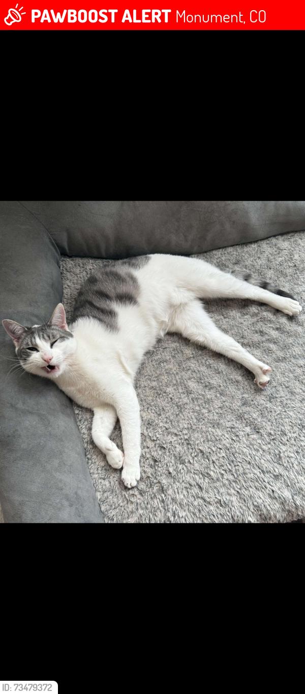 Lost Male Cat last seen near the residence is old creek dr. a little further is Baptist by the king soopers, Monument, CO 80132